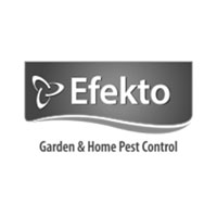 Efekto